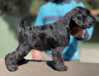 Viola Wills Sapphire de Can Rayo en Polonia (con 3 meses)